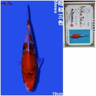 Showa Import 19cm Farm ISA Jepang Serti Breeder Ikan Koi Import Showa