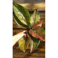 Aglaonema Red Hengheng rare thai Variety