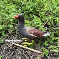 Patung Burung Mandar / Mandar Besar / Mandar Batu