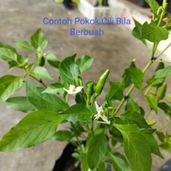 Anak Pokok Cili Kampung / Cili Api / Lada Burung )