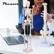 [Phenovo] Human Body Skeleton Model Teaching Material Learning Anatomy Figure Model