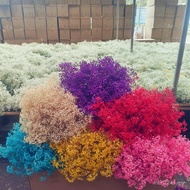 Stall Flower Bouquet Dried Flower Gypsophila Bouquet Direct Supply Immortal Preserved Material Dried