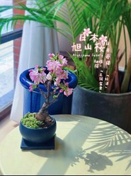 2026 3月初到港 日本🇯🇵🌸旭山櫻🌸Asahiyama Sakura 櫻花現正接受預訂 ｜植物 盆景 盆栽 bonsai 楓葉 塊根 多肉植物