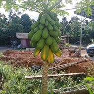 Benih betik kampung rendah