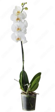 Bunga Anggrek Bulan / Phalaenopsis Putih Berbunga Grade A