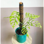 Plastic climbing post, large size 8cm x 40cm with joints