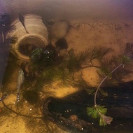 lumut ikan hiasan belaan