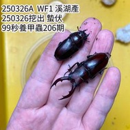 【 酷力將】高砂鋸鍬形蟲 成蟲成對  彰化溪湖產 