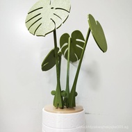 New coaster plants Monstera Cup Coaster Plant Cup Coaster with Magnet Home Gift