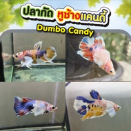 ปลากัดหูช้างแคนดี้ (Dumbo Candy)