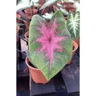 Caladium US Party Punch Plant - Fresh Gardening Indoor Plant Outdoor Plants for Home Garden