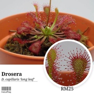 [Bunface Potato Carnivorous Plants] Drosera Capillaris 'Long Leaf'- Sundews