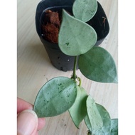 Hoya Krohniana Eskimo Silver (rare)