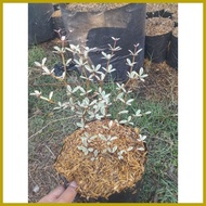 ▦ ∆ ♂ AFRICAN TALISAY FOR SALE