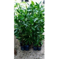 Anak pokok daun salam🌱Bay Leaves Tree 🌱香叶 / 月桂叶树苗 🌱🔥Hot sale🔥