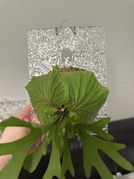 亞洲猴腦鹿角蕨孢子苗