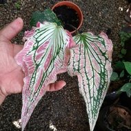 ◕™Caladium Thai Beauty (Pink/White). Caladium Strawberry.  Keladi Valentine