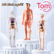 Detachable Human Anatomy Assembly Model, Human Body Anatomy Model for Children to Explore