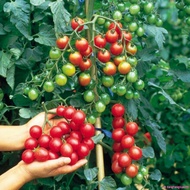 Cherry tomato seeds