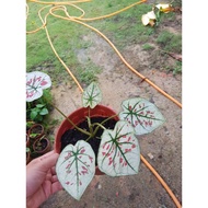 caladium strawberry star rare