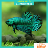 RFA Wild Betta Alien Hybrid betta / Ikan Laga Wild Betta Alien Hybrid betta