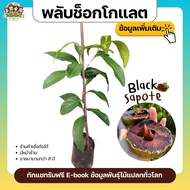 ต้นพลับช็อกโกแลต Black Sapote ผลไม้แปลก เพาะเมล็ดสูง 25 ซม. เนื้อสีน้ำตาล รสชาติเหมือนช็อกโกแลตพุดดิ