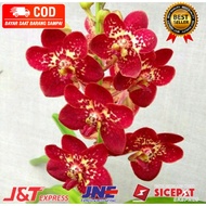 ( KNOP / SPIKE ) ANGGREK DENDROBIUM MEISHA-sudah Knop/Spike-DENDROBIUM