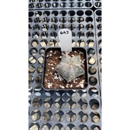 Augustfame - Astrophytum Myriostigma cv Onzuka 5 rib GA3 恩冢鸾凤玉 cacatus succulent