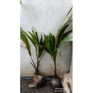 Kelapa SGG anak Pokok