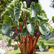 Colocasia esculenta Hawaiian Punch