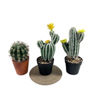 Simulation Plant Cactus Cactus Ball Succulent Potted Plant Thorn Ball Tropical Green Plant Home Deco