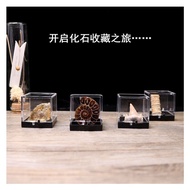 Natural Biological Fossil Shell Ammonite Clover Conch Tooth Cat Ore Fossil Rough Stone Marine Life S