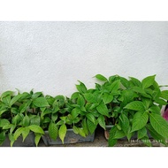 Anak Pokok Ketum Ayam