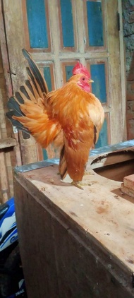 TELUR AYAM HIAS SERAMA UNTUK DI TETASKAN