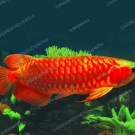 Arwana super red anakan size 10-15 cm lengkap