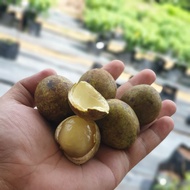 1KG BUAH KRISTAL HIJAU MOTOA LONGAN SARAWAK BUAH TIGA RASA