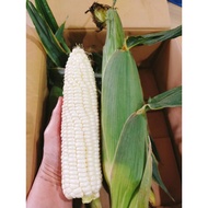 15pcs Grade AA100% FRESH WHITE CORN FROM CAMERON HIGHLAND