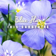 [30 pcs] Flax Flower seeds Blue colour Biji Benih Bunga Iris Gardening