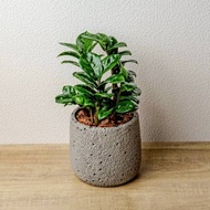 金璽金錢樹 圓點灰小水泥盆栽 開幕盆栽推薦 桌上盆栽 送禮