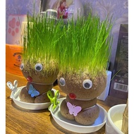 Watering Long Grass Plant Doll with Tray Long Grass Head Office Desktop Small Pot Plant Kindergarten Long Hair tbcr