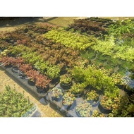 Aquatic plants low tech
