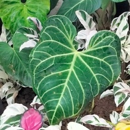 Anthurium Regale Ekuador