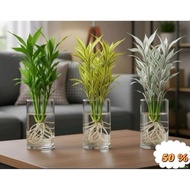HIJAU (PACKAGE OF 3 LUCKY BAMBOO) Package of 3 lucky bamboo plants, water media - lucky plants - yel