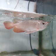arwana golden red 25cm