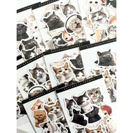 DOG CAT MEME ASSORTED
