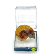 Madagascar Ammonite Fossil 966
