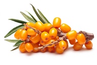 ผง Sea Buckthorn ฟรีซดาย 50 กรัม รหัสสินค้า : 004685