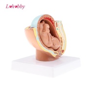 Lohobby 9th Month Fetus/Foetus   Models Human Fetal Development Model Lab Supplies Educative