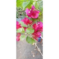 DUCKFEET BOUGAINVILLEA STEM CUTTINGS  (NOT YET ROOTED)