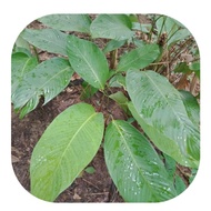 Daun Lerek / Daun Ngirik /Anak Lerek/ Keratan Berakar Lerek